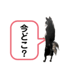 チワワ デカ文字 ペロリンチー太 黒タン＆白（個別スタンプ：6）