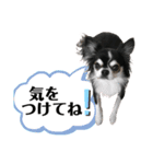 チワワ デカ文字 ペロリンチー太 黒タン＆白（個別スタンプ：8）