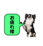 チワワ デカ文字 ペロリンチー太 黒タン＆白（個別スタンプ：11）