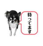 チワワ デカ文字 ペロリンチー太 黒タン＆白（個別スタンプ：13）