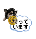 チワワ デカ文字 ペロリンチー太 黒タン＆白（個別スタンプ：14）