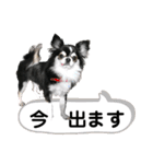チワワ デカ文字 ペロリンチー太 黒タン＆白（個別スタンプ：15）