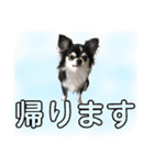 チワワ デカ文字 ペロリンチー太 黒タン＆白（個別スタンプ：16）