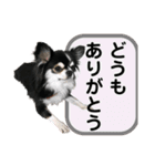 チワワ デカ文字 ペロリンチー太 黒タン＆白（個別スタンプ：17）