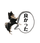 チワワ デカ文字 ペロリンチー太 黒タン＆白（個別スタンプ：18）