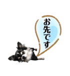 チワワ デカ文字 ペロリンチー太 黒タン＆白（個別スタンプ：23）