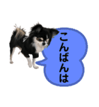 チワワ デカ文字 ペロリンチー太 黒タン＆白（個別スタンプ：27）