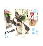 フレンチブルドック2(シェリールヴィジュ)（個別スタンプ：14）