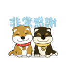 柴犬兄弟╴愛玉とセンソウ 2 ╴ 日常会話（個別スタンプ：7）