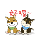 柴犬兄弟╴愛玉とセンソウ 2 ╴ 日常会話（個別スタンプ：12）