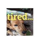 lily the wild dog（個別スタンプ：6）