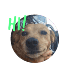 lily the wild dog（個別スタンプ：8）