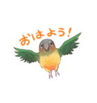 マイペースなウロコインコ（個別スタンプ：1）