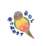 マイペースなウロコインコ（個別スタンプ：3）