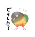 マイペースなウロコインコ（個別スタンプ：16）