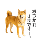 日常的な会話をする柴犬_2（個別スタンプ：1）