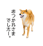 日常的な会話をする柴犬_2（個別スタンプ：2）