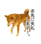 日常的な会話をする柴犬_2（個別スタンプ：3）