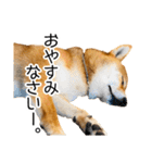 日常的な会話をする柴犬_2（個別スタンプ：4）