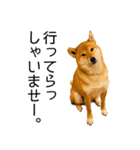 日常的な会話をする柴犬_2（個別スタンプ：5）