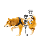 日常的な会話をする柴犬_2（個別スタンプ：6）