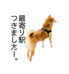 日常的な会話をする柴犬_2（個別スタンプ：7）