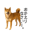 日常的な会話をする柴犬_2（個別スタンプ：8）