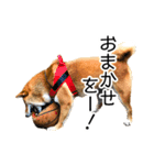 日常的な会話をする柴犬_2（個別スタンプ：9）