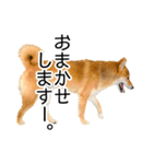 日常的な会話をする柴犬_2（個別スタンプ：10）