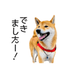 日常的な会話をする柴犬_2（個別スタンプ：12）