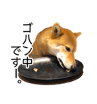 日常的な会話をする柴犬_2（個別スタンプ：13）