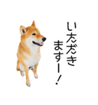 日常的な会話をする柴犬_2（個別スタンプ：14）
