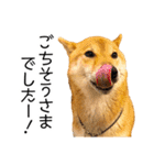 日常的な会話をする柴犬_2（個別スタンプ：15）