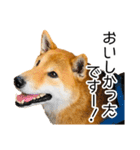 日常的な会話をする柴犬_2（個別スタンプ：16）