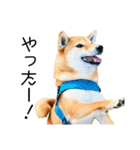 日常的な会話をする柴犬_2（個別スタンプ：18）