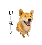 日常的な会話をする柴犬_2（個別スタンプ：20）