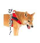 日常的な会話をする柴犬_2（個別スタンプ：21）
