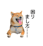 日常的な会話をする柴犬_2（個別スタンプ：22）
