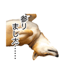 日常的な会話をする柴犬_2（個別スタンプ：23）