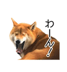 日常的な会話をする柴犬_2（個別スタンプ：24）