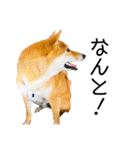 日常的な会話をする柴犬_2（個別スタンプ：25）