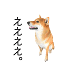 日常的な会話をする柴犬_2（個別スタンプ：26）