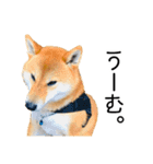 日常的な会話をする柴犬_2（個別スタンプ：27）