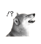 日常的な会話をする柴犬_2（個別スタンプ：28）