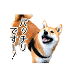 日常的な会話をする柴犬_2（個別スタンプ：29）