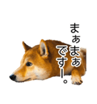 日常的な会話をする柴犬_2（個別スタンプ：30）