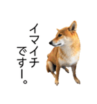 日常的な会話をする柴犬_2（個別スタンプ：31）