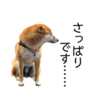 日常的な会話をする柴犬_2（個別スタンプ：32）