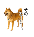 日常的な会話をする柴犬_2（個別スタンプ：33）