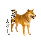 日常的な会話をする柴犬_2（個別スタンプ：34）